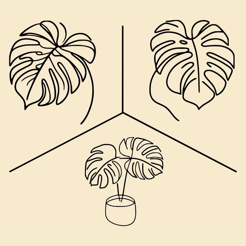 Conception Monstera
