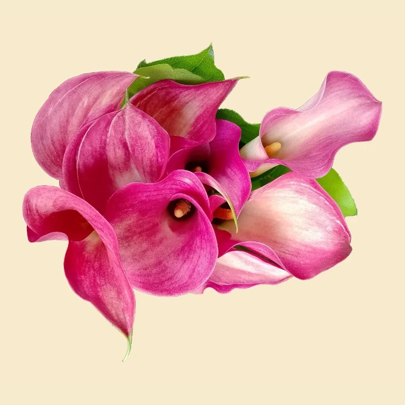 Lys Calla