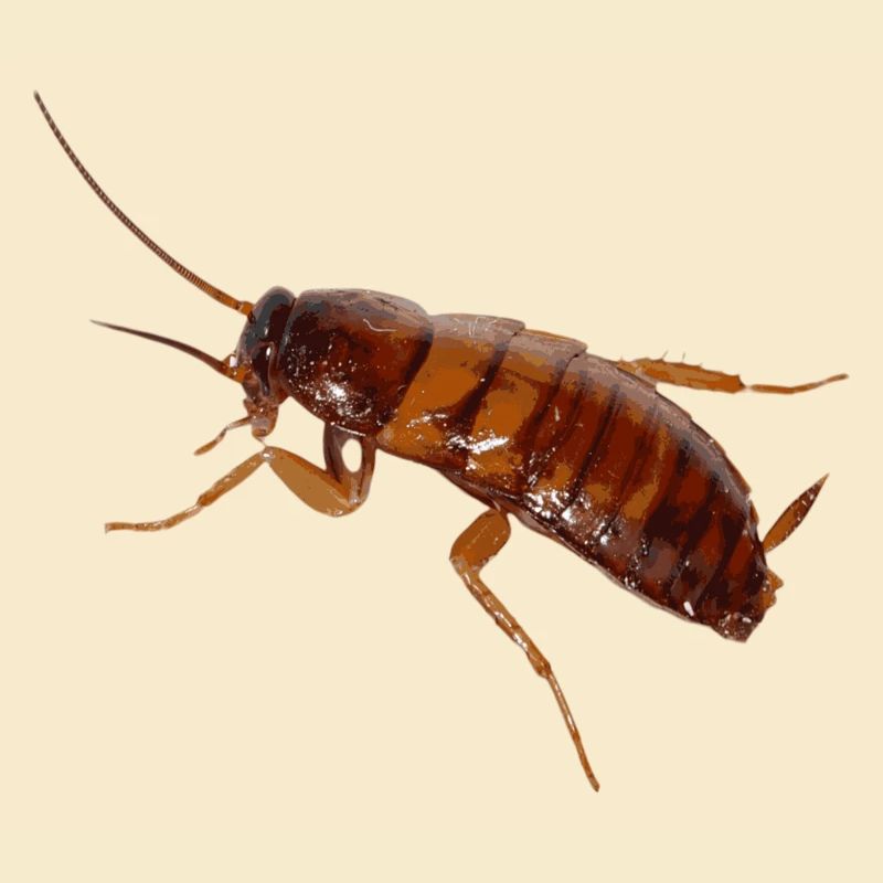 Cafard insecte cafard cafard