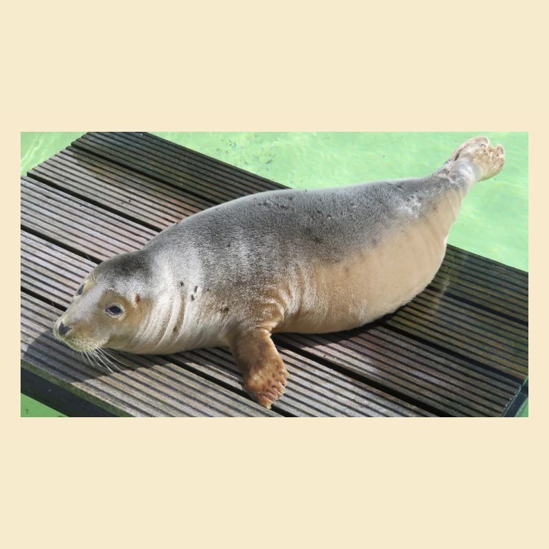 Bébé phoque à Texel