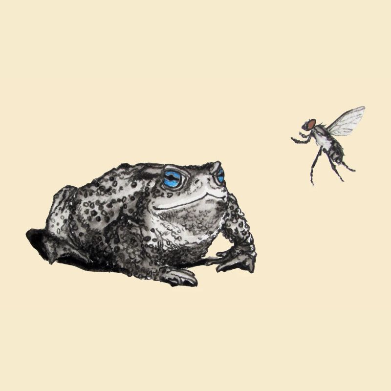 Toad and fly