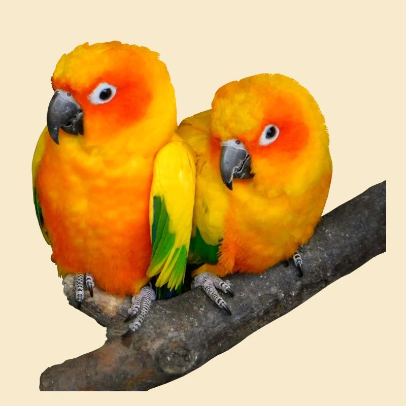 Oiseaux