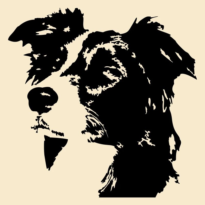 Border Collie Head
