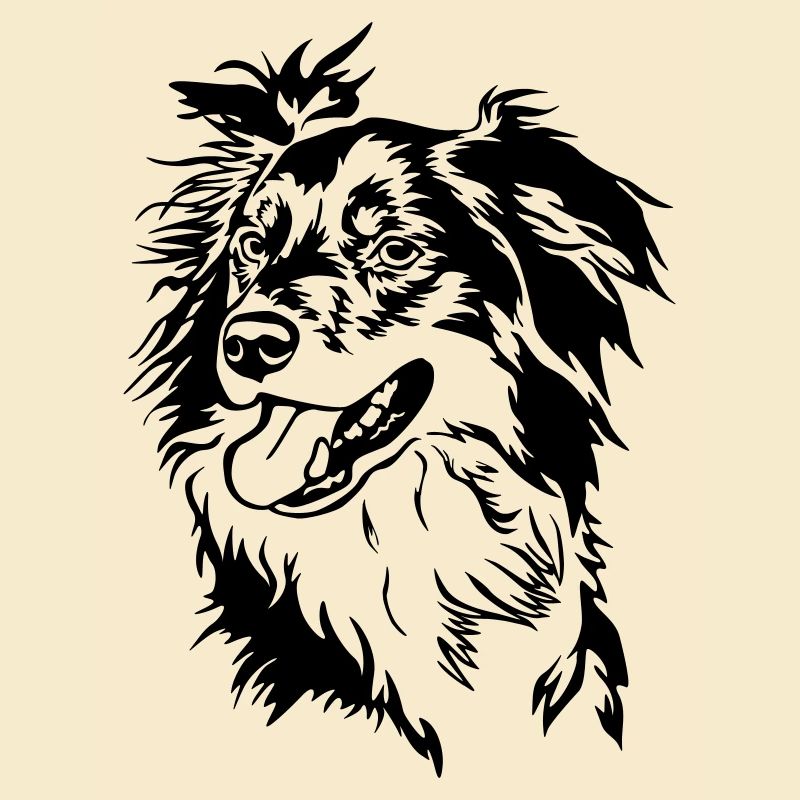 Tête de Border Collie