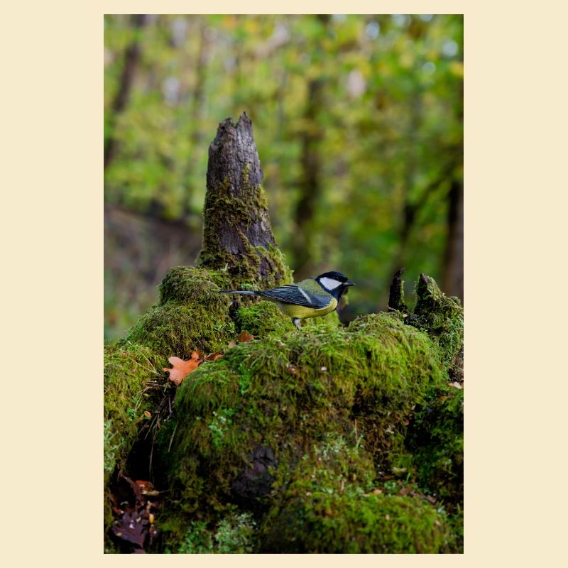 Oiseau de forêt moussu dans une clairière tranquille