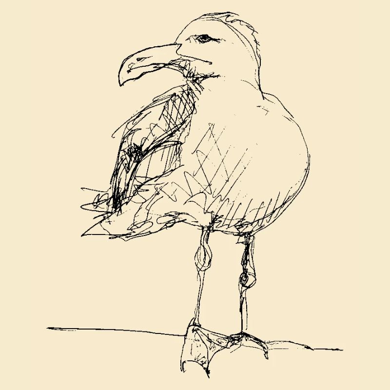 Möwe