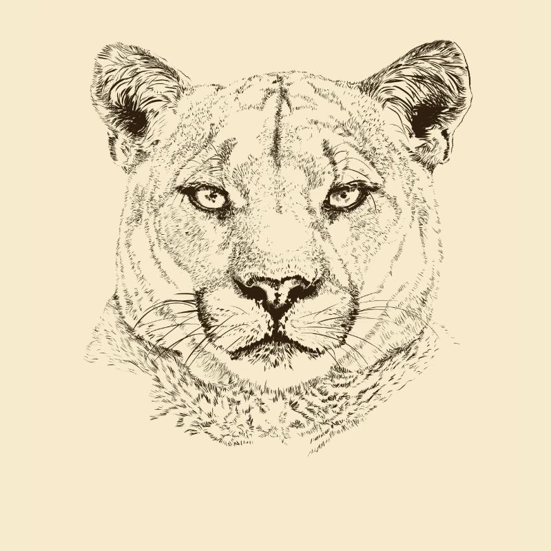 cougar