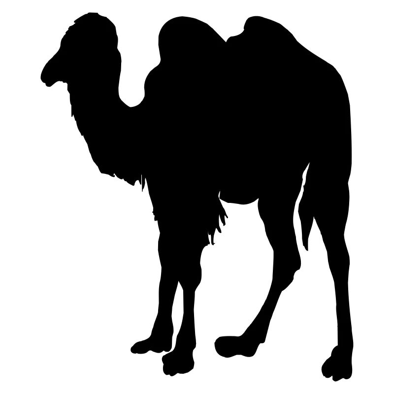 Kamel, Kamel