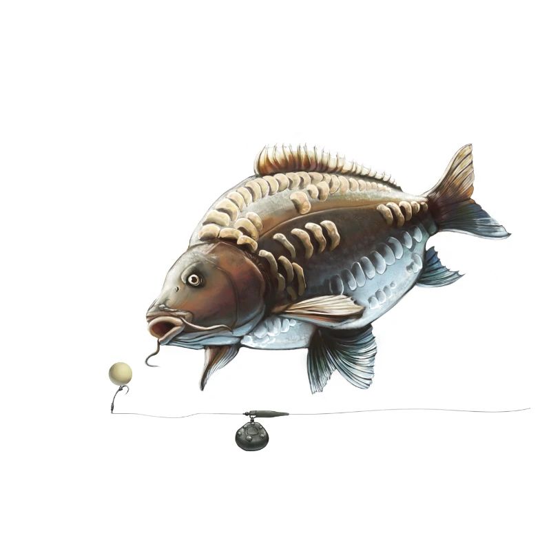 Pesca alla carpa Ronnie Rig Specchio Design della carpa