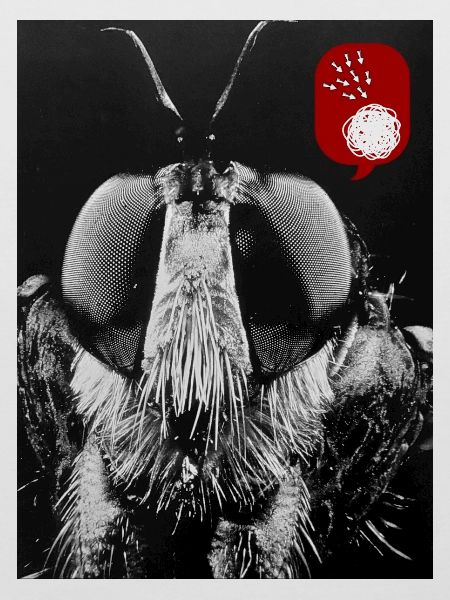Bug aus