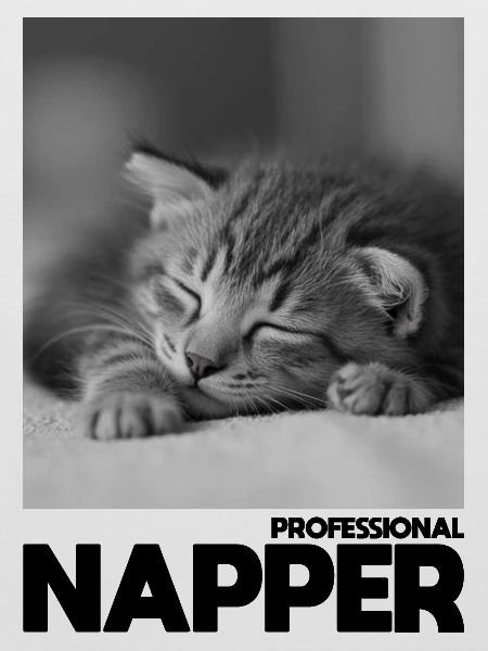 Professional Napper – Schlafende Katze