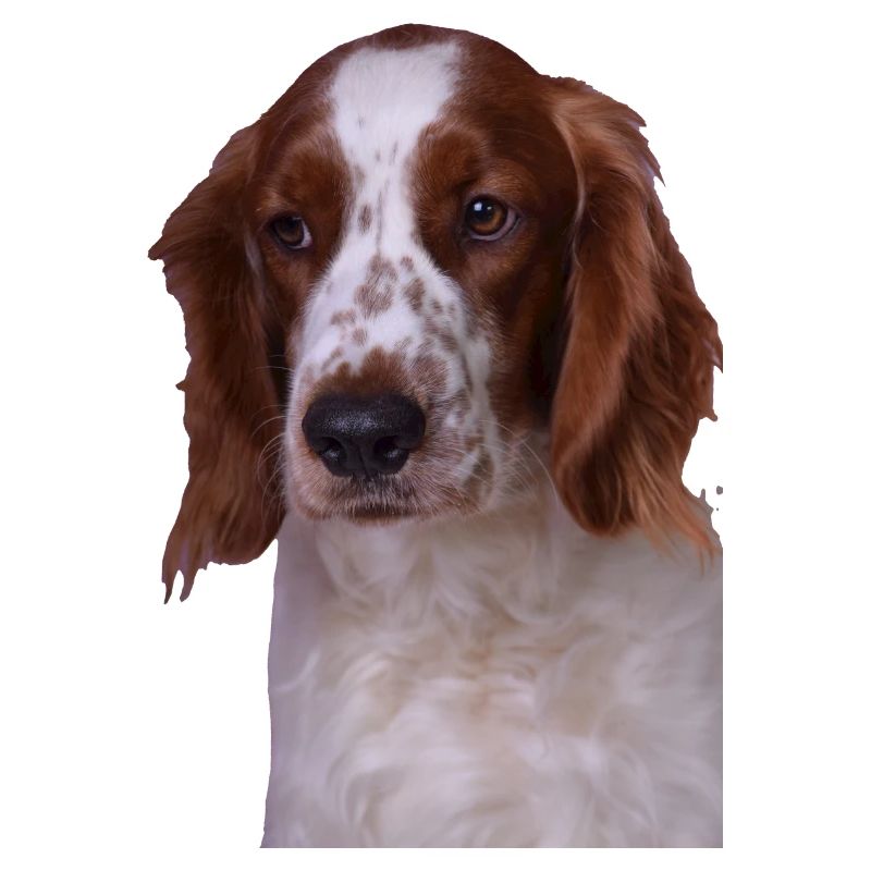 Welsh Springer Spaniel