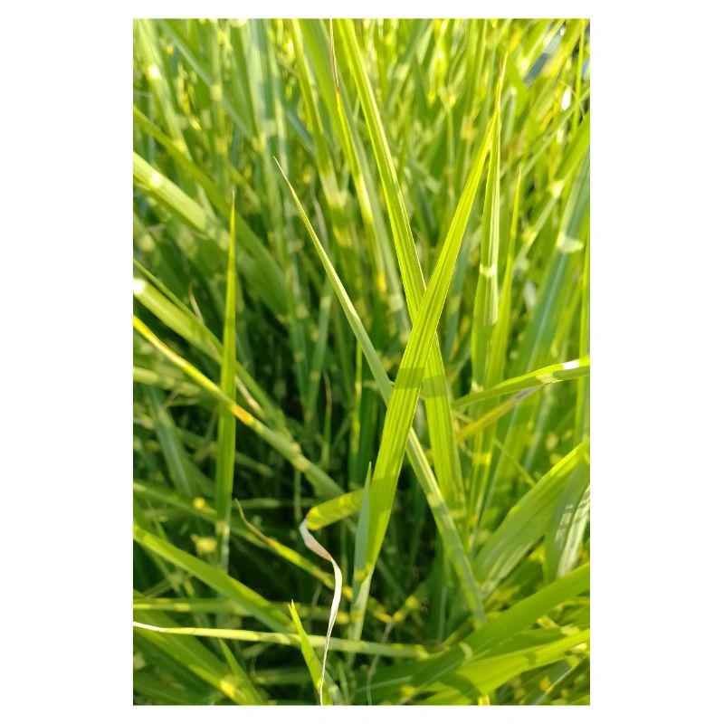 Gros plan sur l’odeur de l’herbe