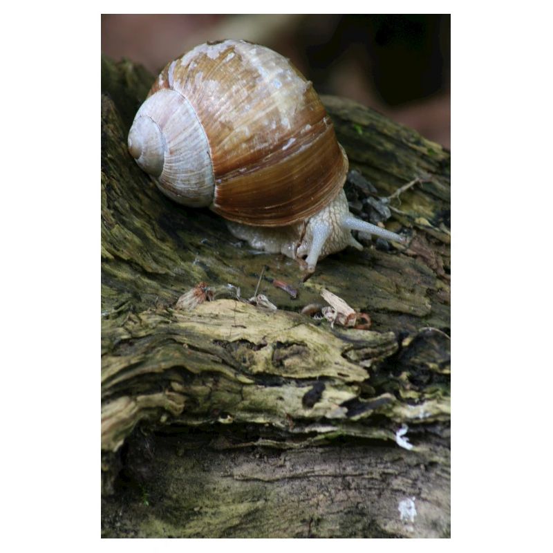 snail