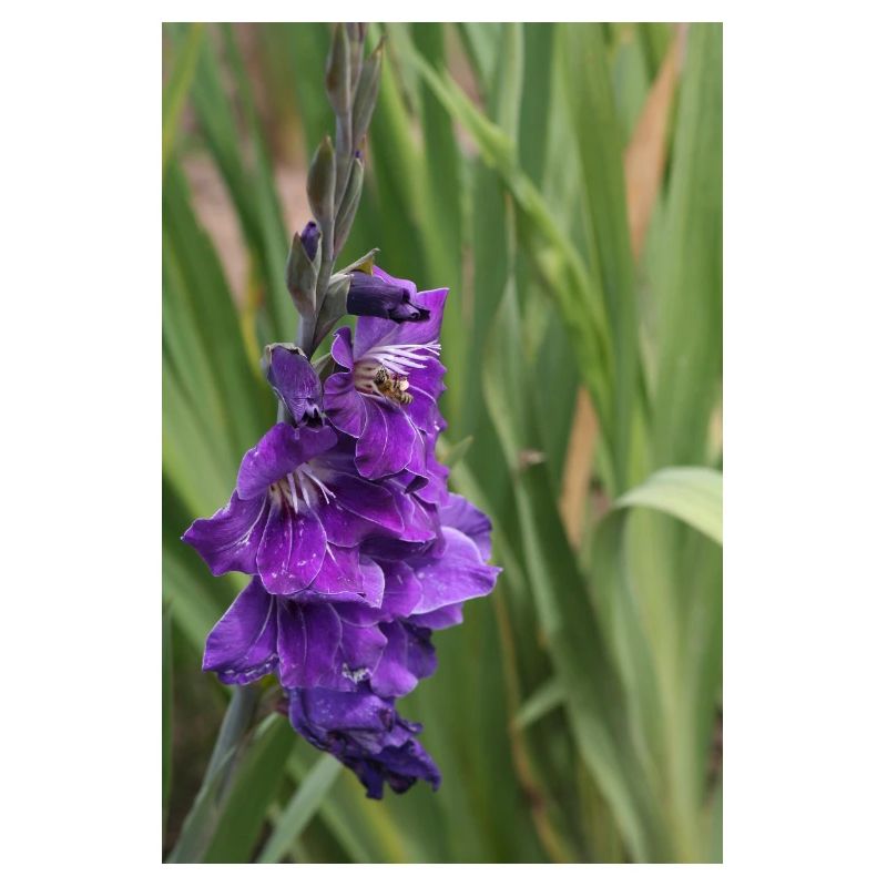Glaïeul – amidon en fleurs
