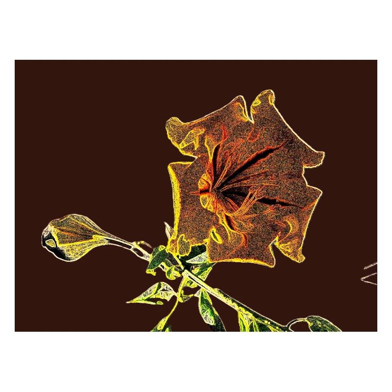 Solandra