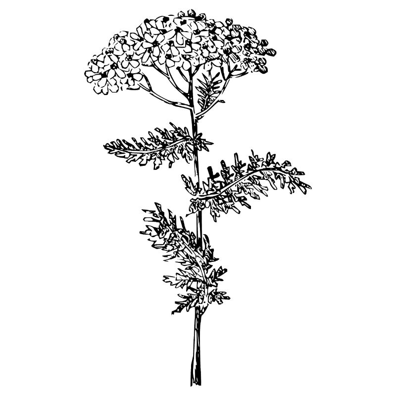 Fleur d’achillée millefeuille