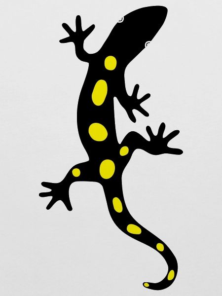 Eidechse Salamander Gecko Feuersalamander