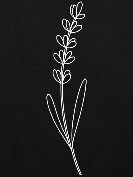 Lavender Line Drawing