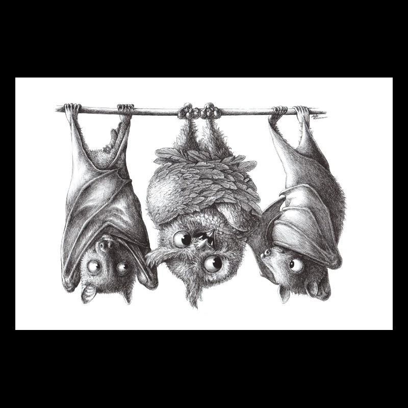 Chouette et chauve-souris vampire