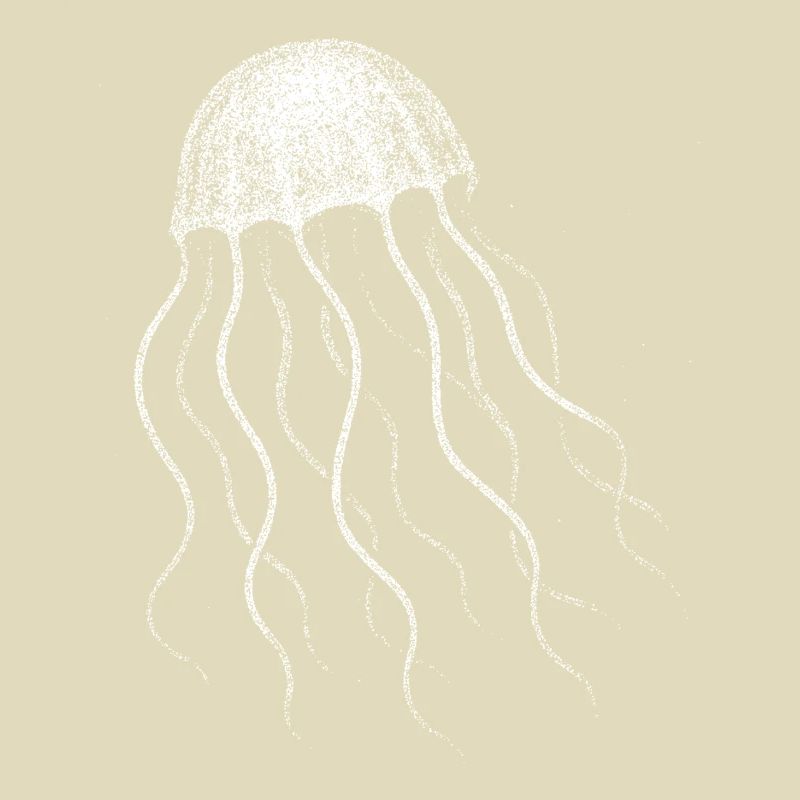 Jellyfish