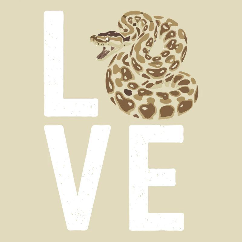 Königspython Schlangen LOVE Terrarium Python