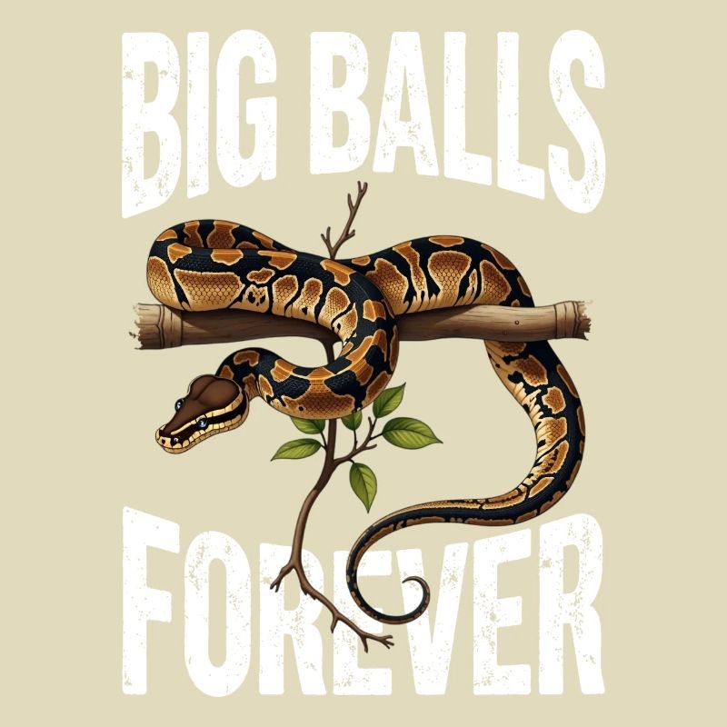 Königspython Schlangen Liebhaber Terrarium Python