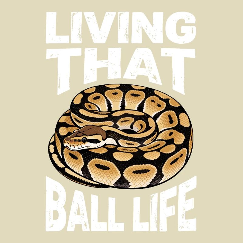 Königspython Schlangen Liebhaber Terrarium Python