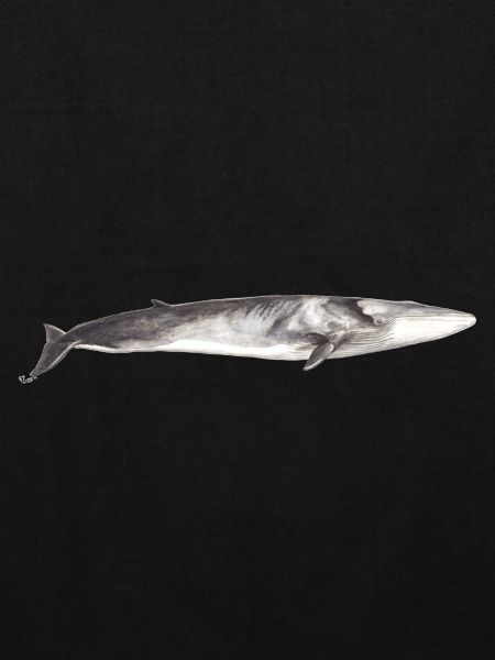 Finnwal Balaenoptera physalus