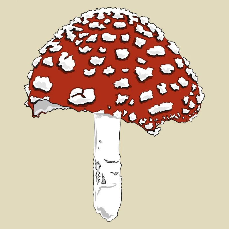 Toadstool toadstool amanita