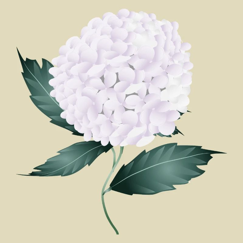 White hydrangea blossom – elegance and lightness