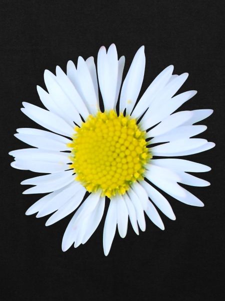 Daisy