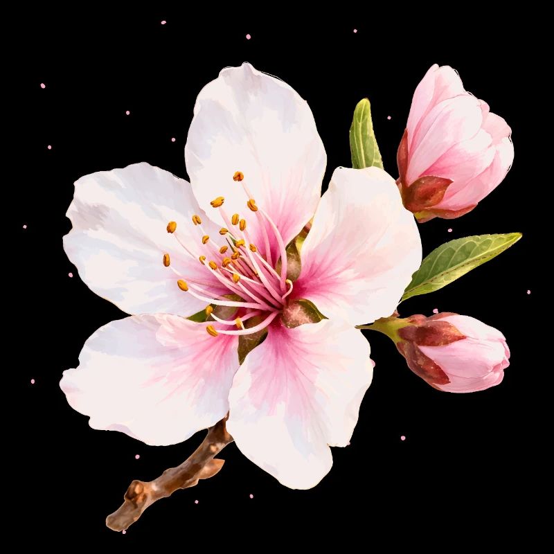 Fleurs d’amandier, fleur rose de printemps, fleur de printemps