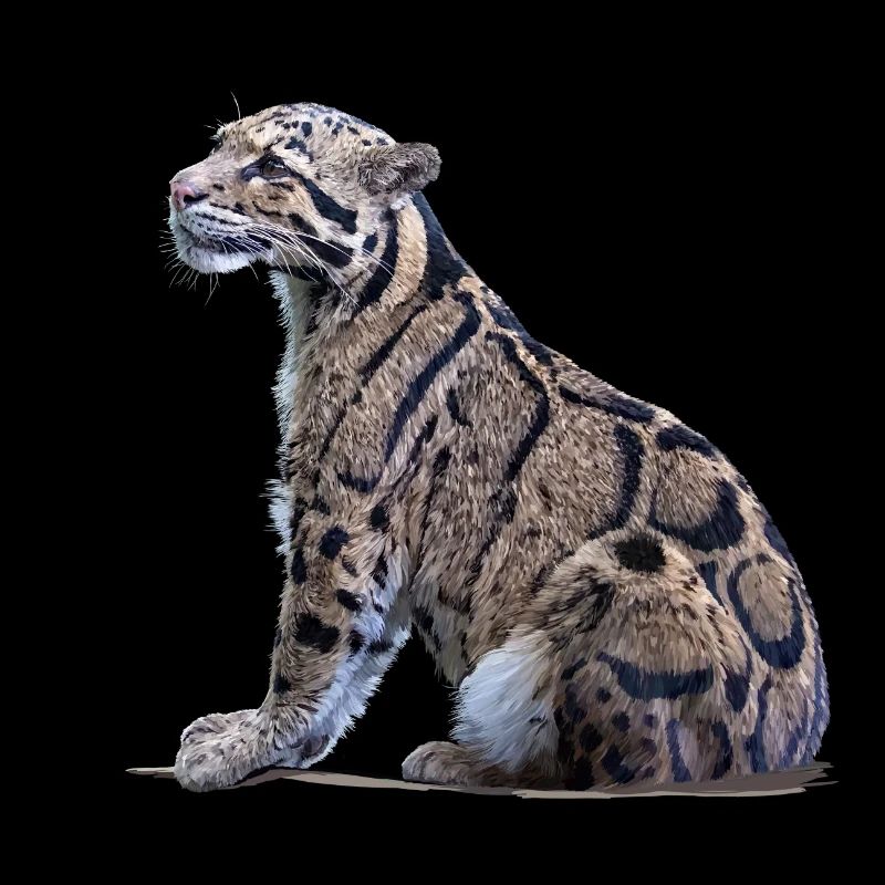 Clouded leopard