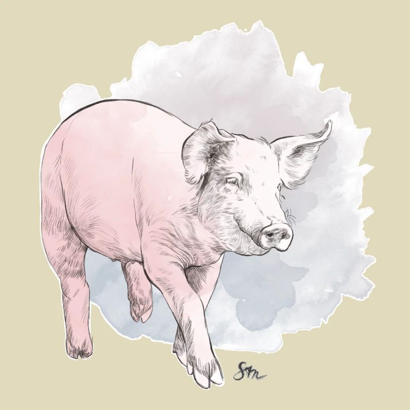 Cochon mignon devant une masse colorée