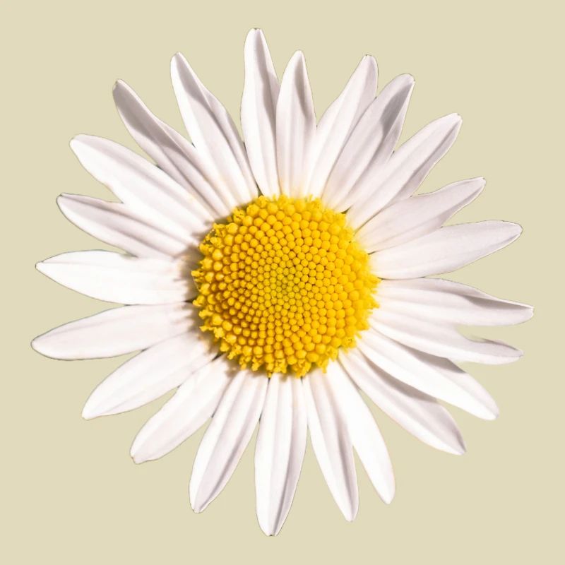 Gänseblümchen