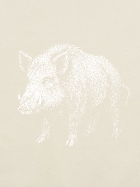 Sanglier