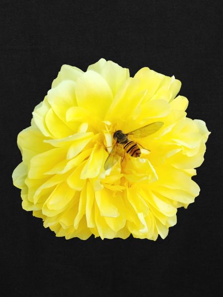 Yellow_Rose_-_Bee_Nature_Photography
