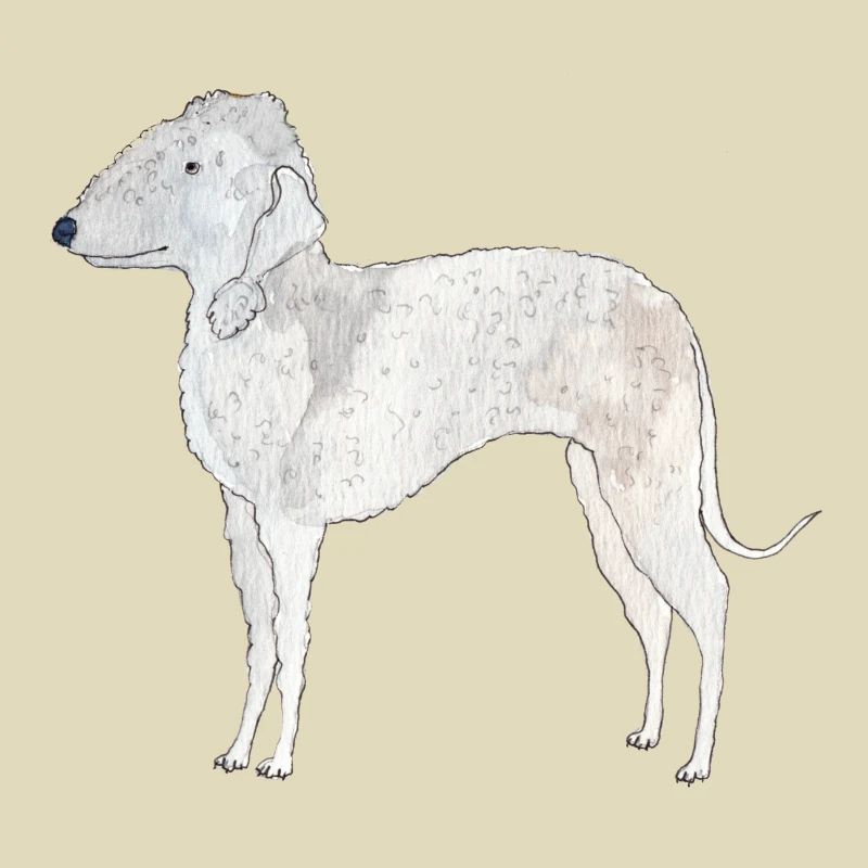 Bedlington Terrier