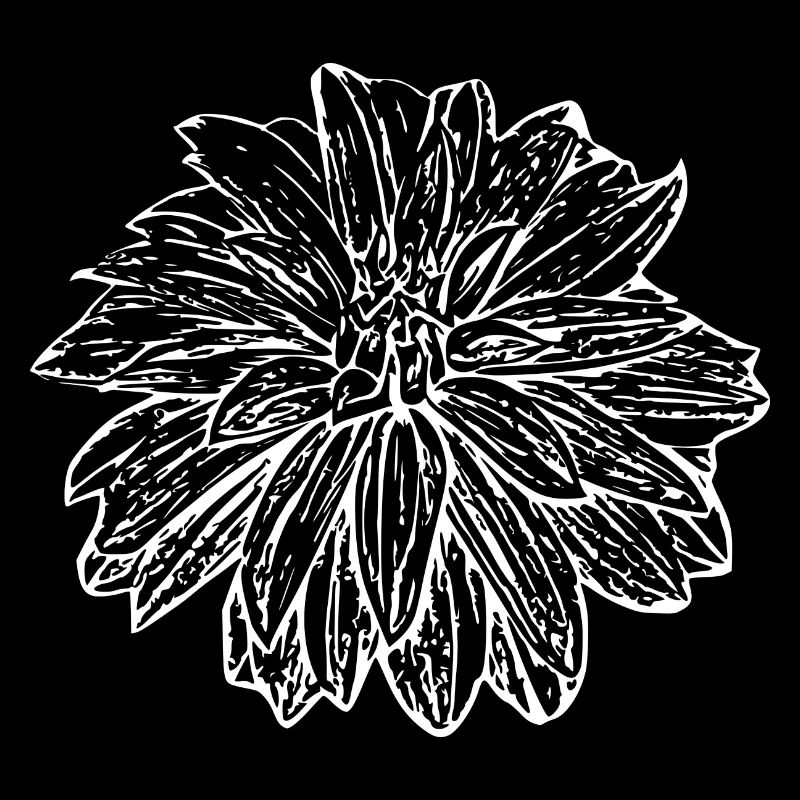 Fleur, Blanc, Fleur Blanche