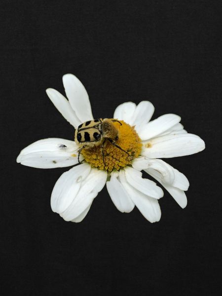 Bee chafer