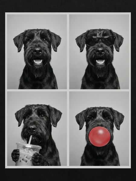 Hunde Riesenschnauzer Hund