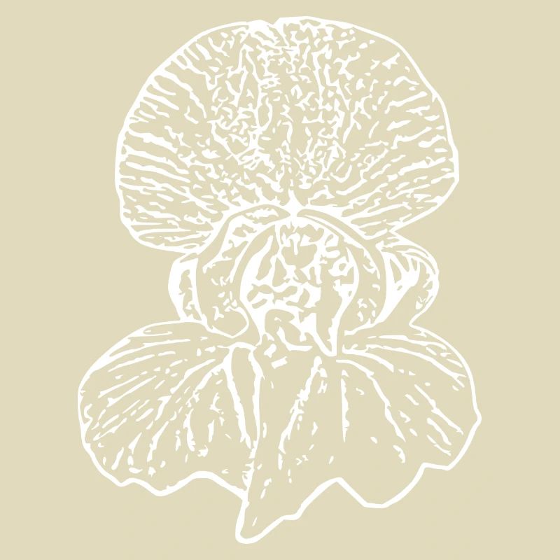 Fleur, Blanc, Fleurs, Fleur Blanche, Orchidée