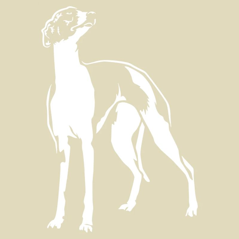 Whippet