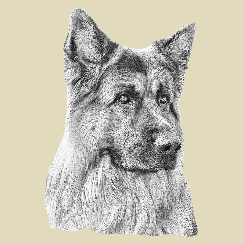 Old German Shepherd German Shepherd