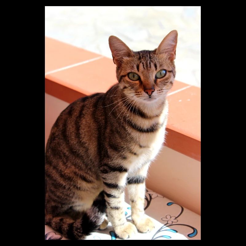 Chaton Chaton