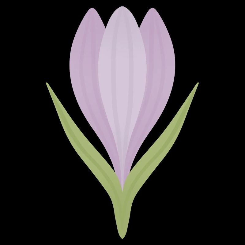 Lilac Crocus Bloom Illustration