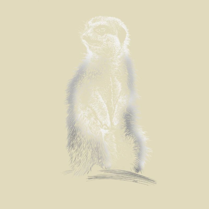 Erdmännchen