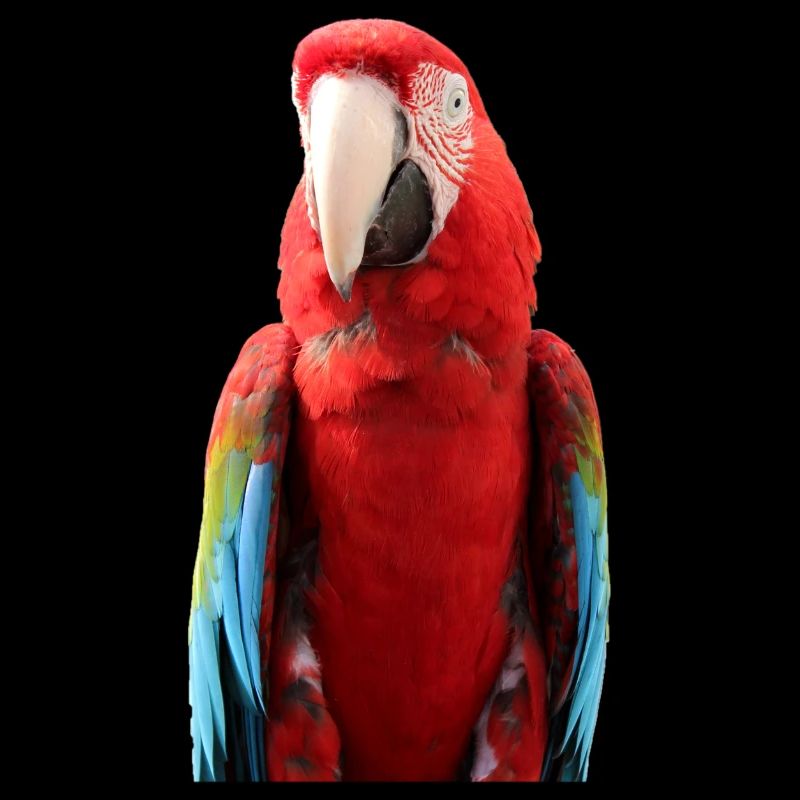 Parrots T-shirt Gift