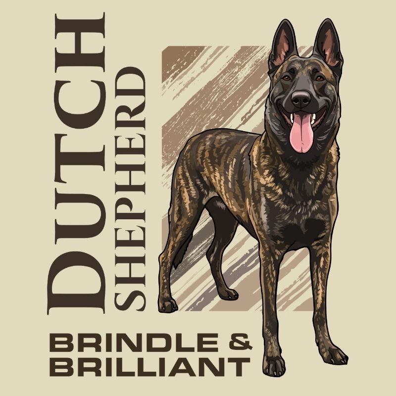 Dutch Shepherd – Dutchie